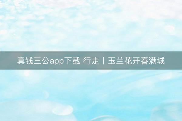 真钱三公app下载 行走丨玉兰花开春满城